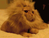 leoncito-roar